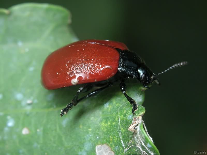 Chrysomela populi Linnaeus, 1758